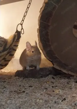 Degu Weibchen sucht dringend neue Gesellschaft