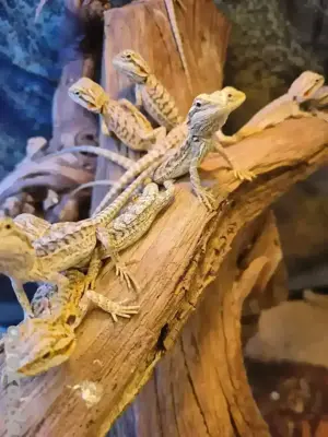 Bartagamen Pogona Viticeps, Nachzuchten 