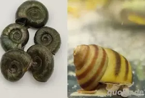 Sumpfdeckelschnecke - Posthornschnecke - Teichschnecke
