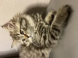 Zuckersüßes BLH Kitten in liebevolle Hände abzugeben 