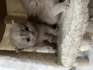 Reinrassige BKH Kitten