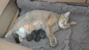Süsse Bkh Kitten