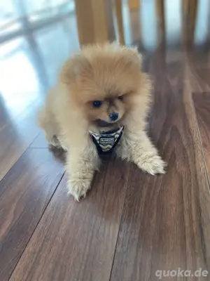 Zwergspitz  Welpe ab 7.Juni abgabebereit , Pomeranian Welpe, Zwergspitz