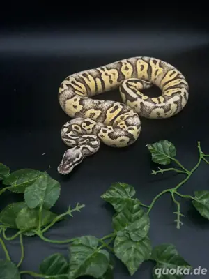 0.1 Firefly Yellowbelly OD Königspython