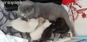 Britisch Kurzhaar kitten 