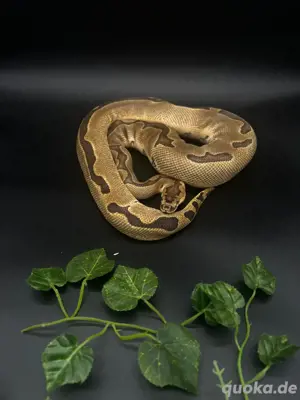0.1 Enchi Clown Königspython