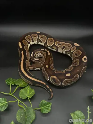 1.0 Black Pastel (pos het Albino) Königspython