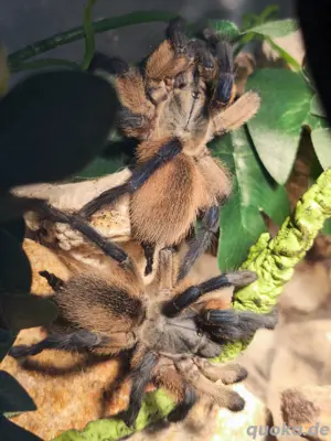 Gebe Vogelspinnen neues zu hause 