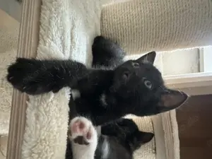 Bkh mix kitten 2 Monate alt 