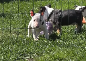 Miniatur Bullterrier Welpe 