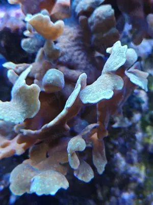  verschiedene Korallen und Anemonen abzugeben Meerwasser