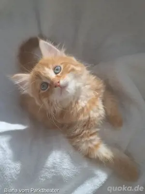 sibirische Katze mit FIFe Stammbaum Kitten Waldkatzen