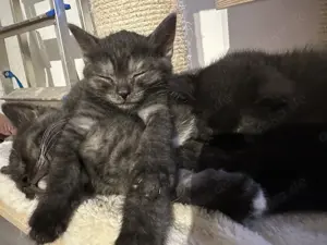 Bkh mix kitten 2 Monate alt 