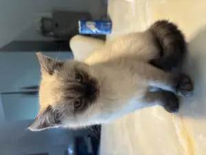 Reinrassiges BKH Kitten Mädchen 