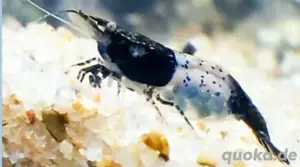 Garnelen black rilli - Algenfresser - rilli schwarz Garnelen