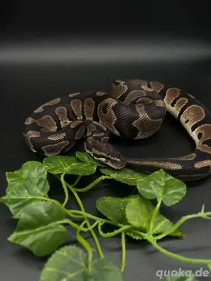 1.0 Axanthic TSK 66% het Pied
