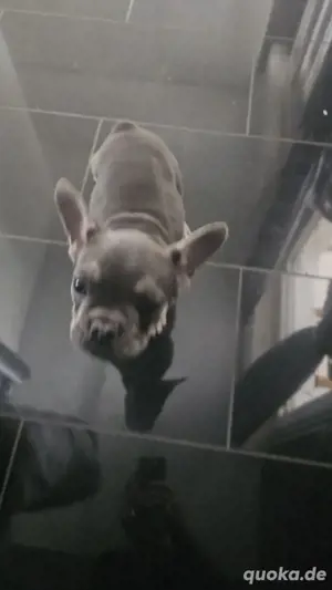 Französische Bulldoggen Welpe 