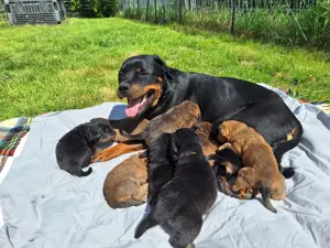 Vermittlung von Hundewelpen