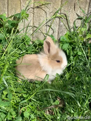 Zwergkaninchen Zwerghasen Löwenköpfchen Babys
