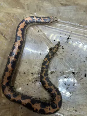 Sandboa eryx colubrinus (männlich)