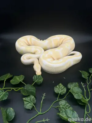 0.1 Albino het Lavender Königspyhon