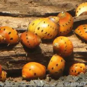 Orange Track - Rennschnecke - Algenfresser