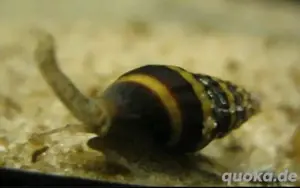 Raubschnecke - Anentome Helena - Schneckenfresser - 10 St. 7,50  