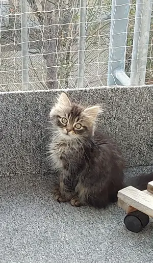 Maine coon ,Norweger Mädchen,5 Monate