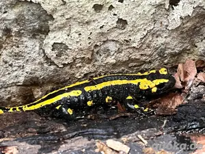 Feuersalamander (salamandra terrestris)