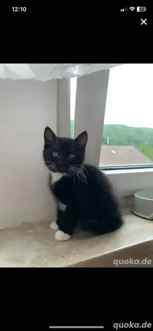 Babykatze zum verkaufen