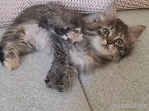 sibirische Katzen mit FIFé Stammbaum Kitten Waldkatzen 
