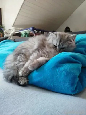 BLH Ragdoll Kater abzugeben 