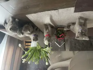 Lilac BKH Kitten 