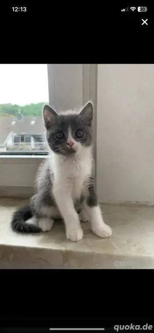 Bkh babykitten zum verkaufen