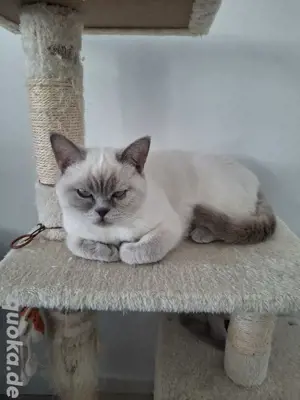 BKH Kitten - Britisch Kurzhaar Kater Baby Katze