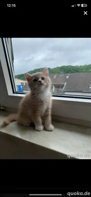 Bkh golden shaded kitten zum verkaufen