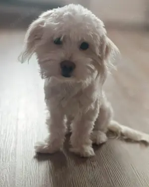 Bichon malteser sucht ein neues Zuhause