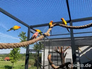 Vögel Sonnensittiche  Bild 3