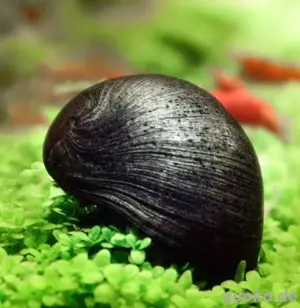 Stahlhelmschnecke