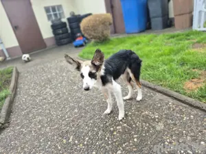Miniatur-Border-Collie-Mix Sky