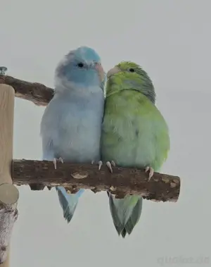 Sperlingpapagei Blaugenick Pärchen 