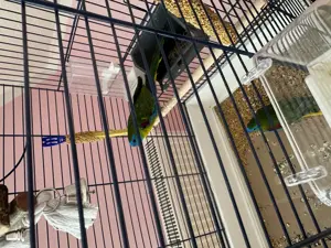 2 Vögel Sittich inkl. Käfig abzugeben