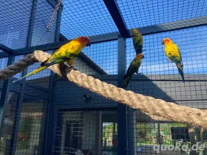 Vögel Sonnensittiche  Bild 2