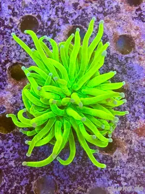 Euphyllia Sunburn Holy Grail - Meerwasser