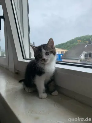 Bkh kitten zum verkaufen