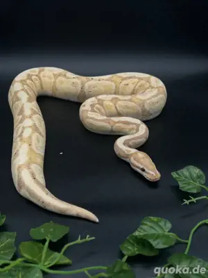 0.1 Banana Königspython