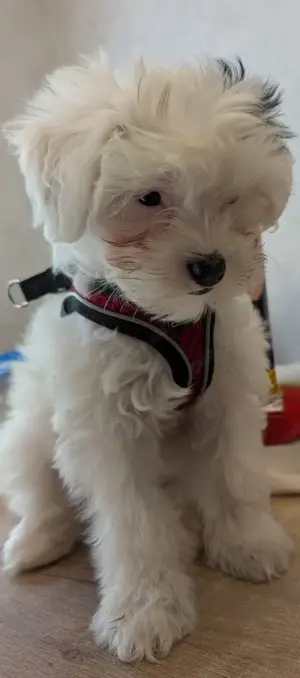 Maltipoo weibchen 