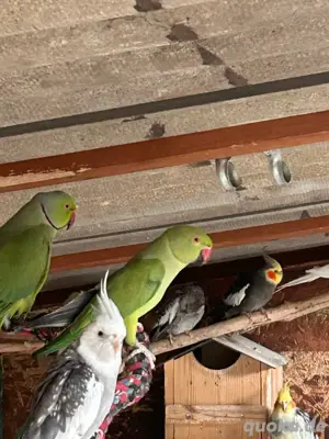 Halsbandsittich Pärchen 