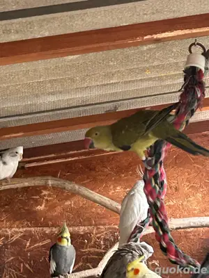 Halsbandsittich Pärchen 