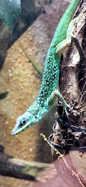 Biete diverse Anolis